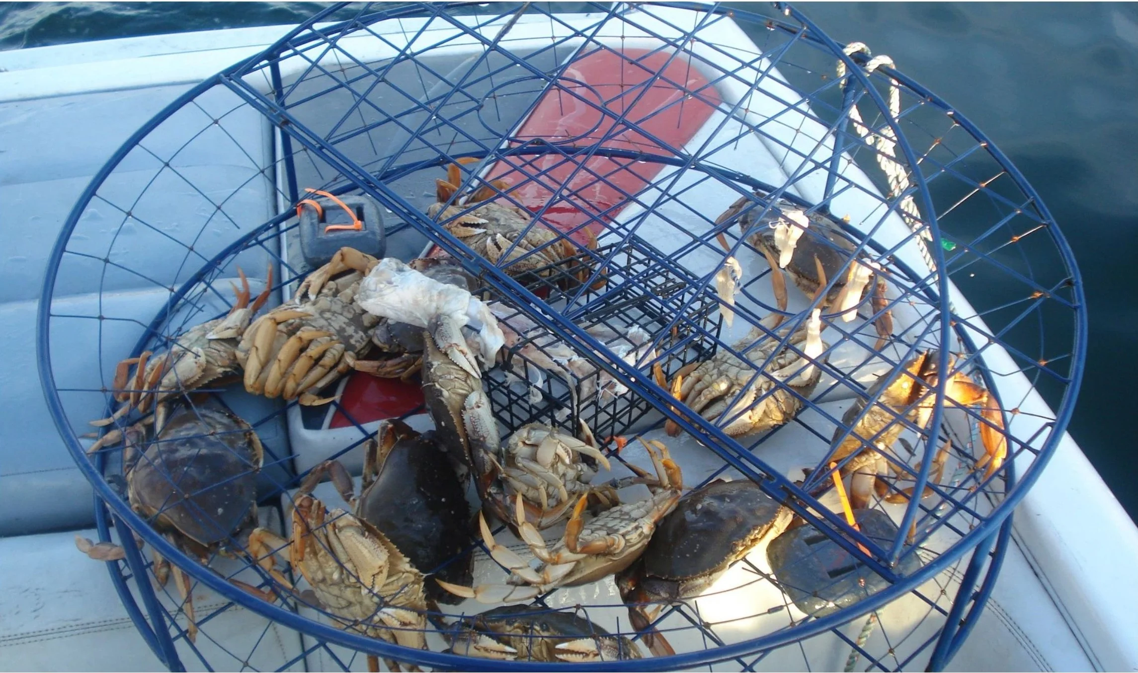 sea harvest 1.jpg