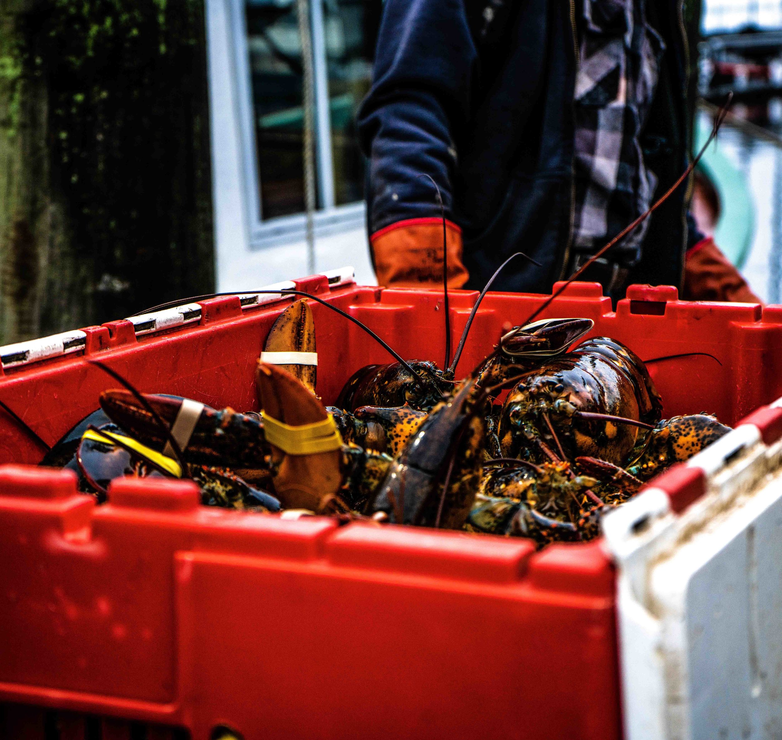 boston wholesale lobster lobser.jpg