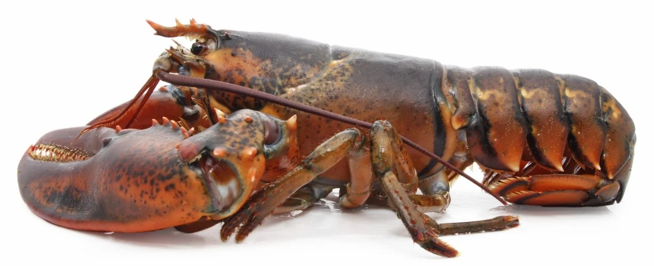 Lismore+Seafoods+Company+1.jpg