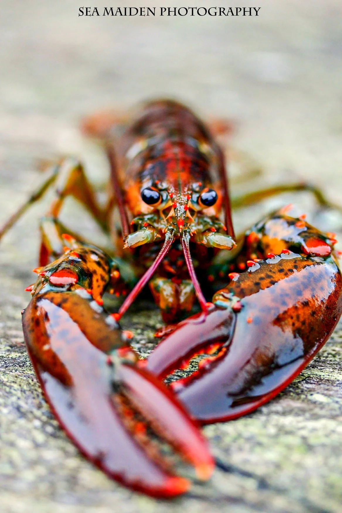 Tor Bay Fisheries 4.jpg