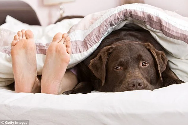 1FF0FFB300000578-4865190-Researchers_from_the_Centre_for_Sleep_Medicine_on_the_Mayo_Clini-a-2_1504896382798.jpg