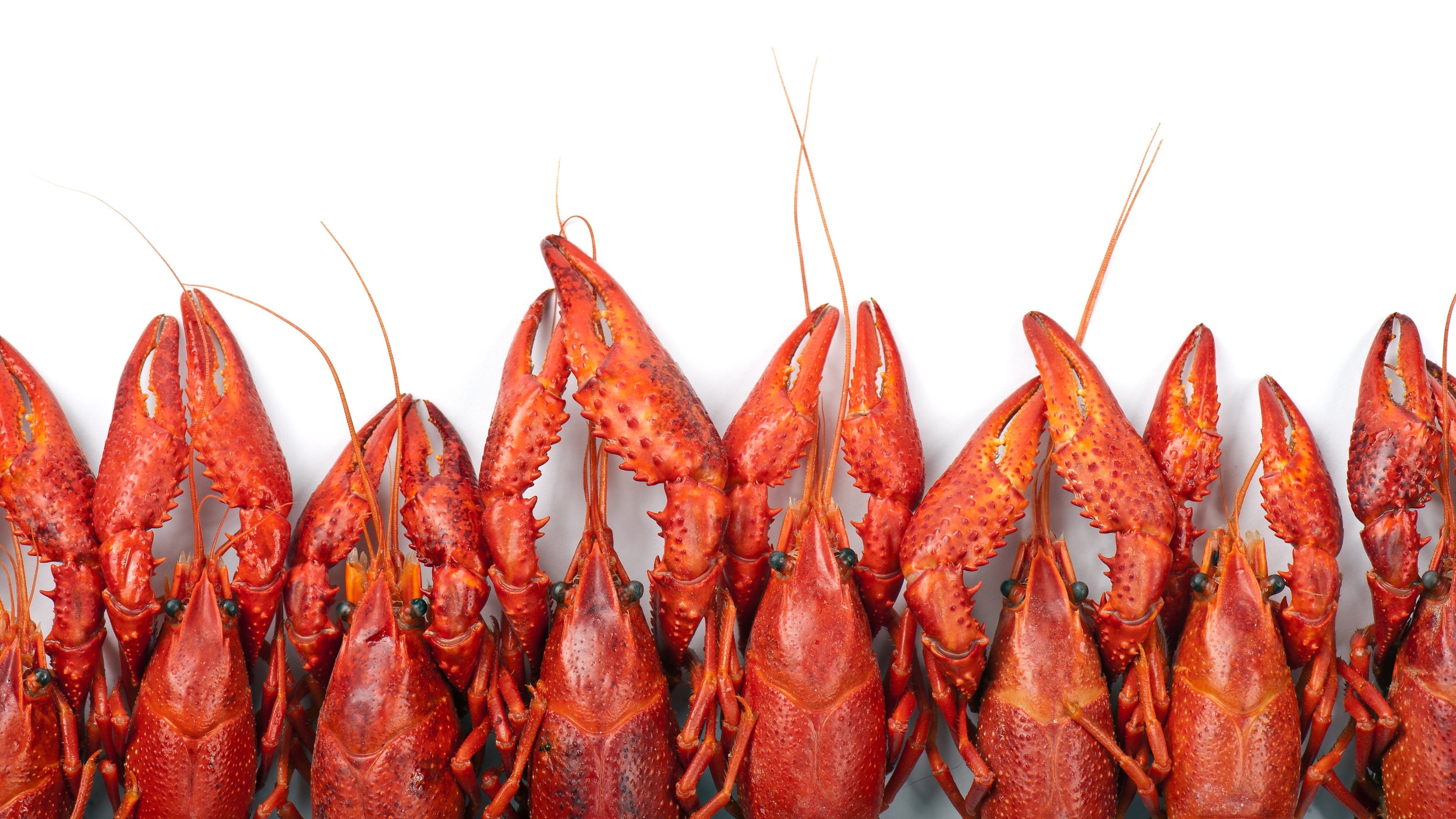 CrawfishReachingUp-AS_56775676-1.jpeg