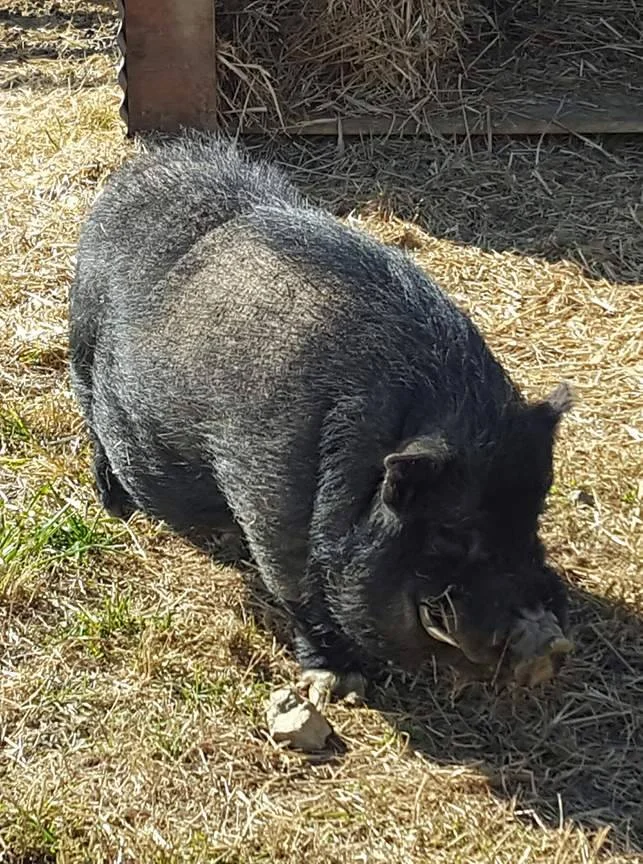 Pumba.jpg