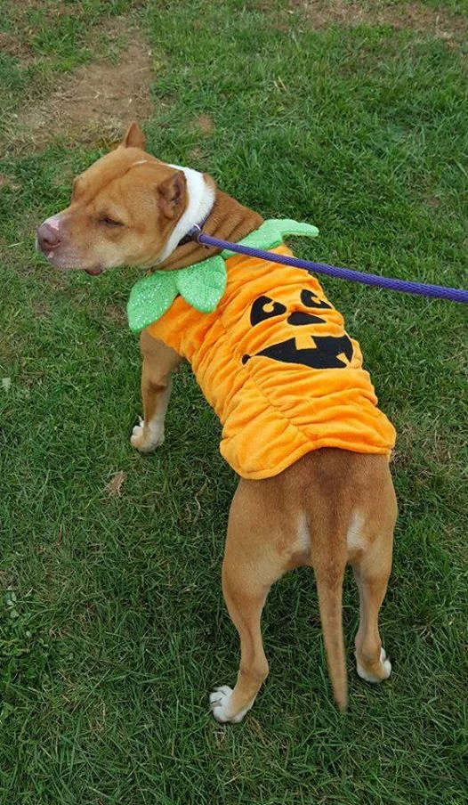 pumpkinfest.jpg