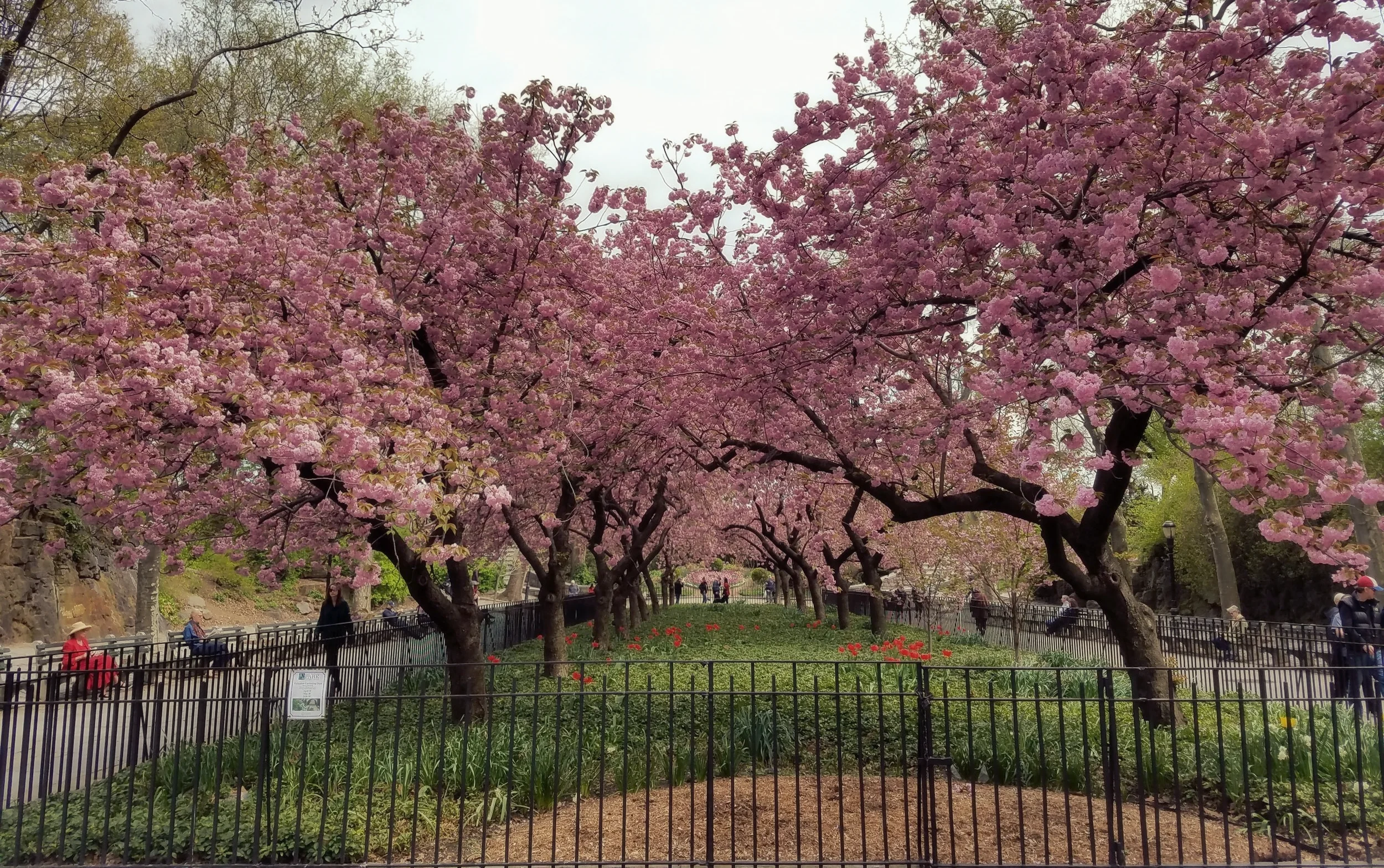 Dogwoods in bloom, Carl Shurz Park