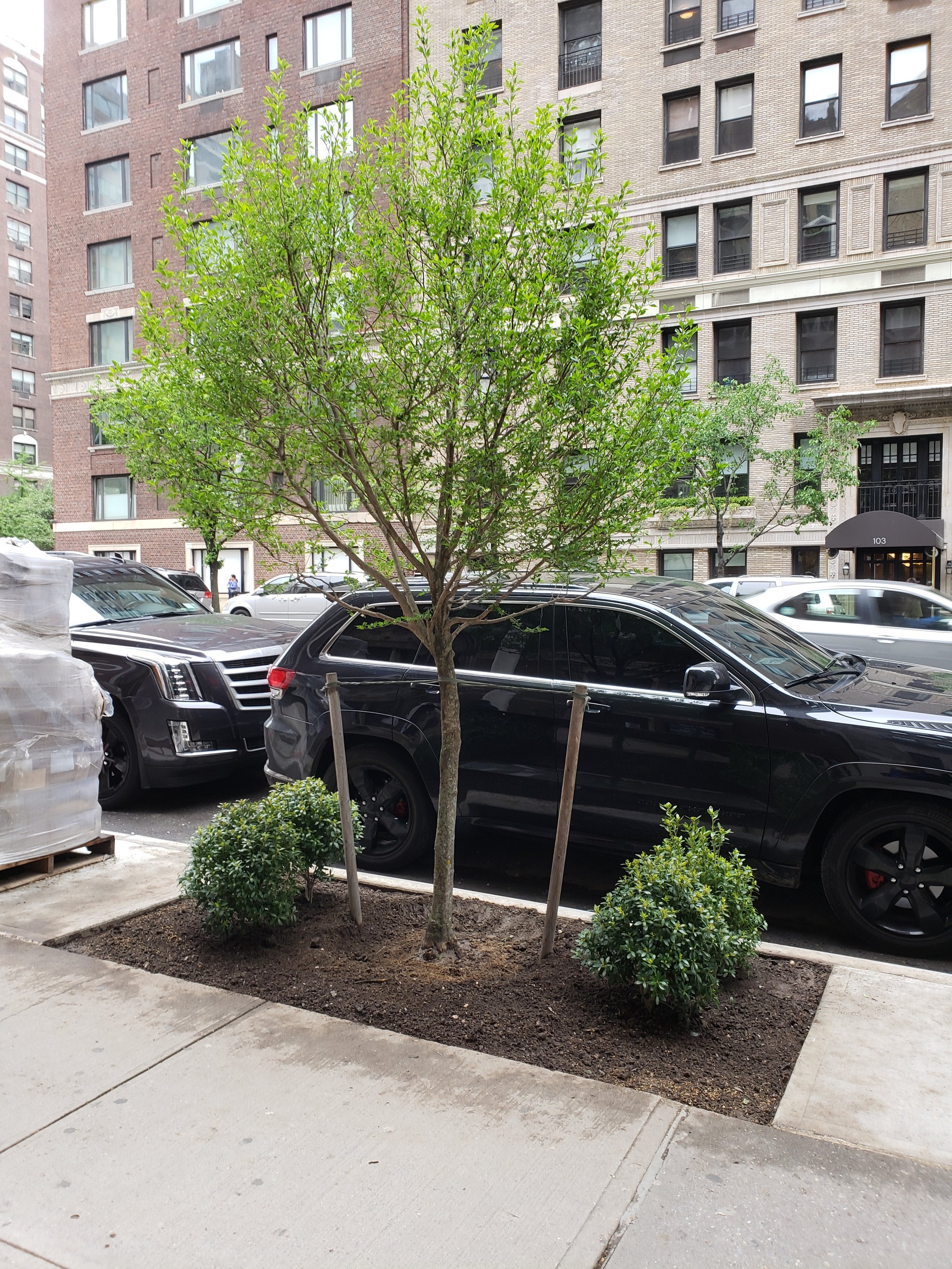 E 86th trees plants 2 5 16 18.jpg