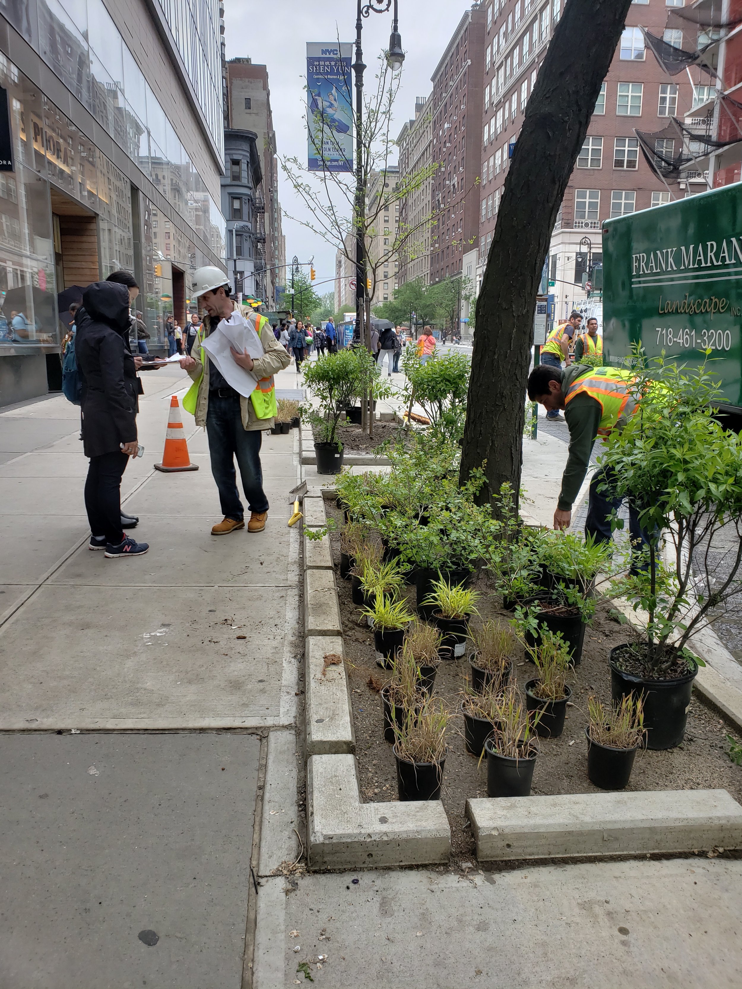 E 86th trees plants 3.jpg