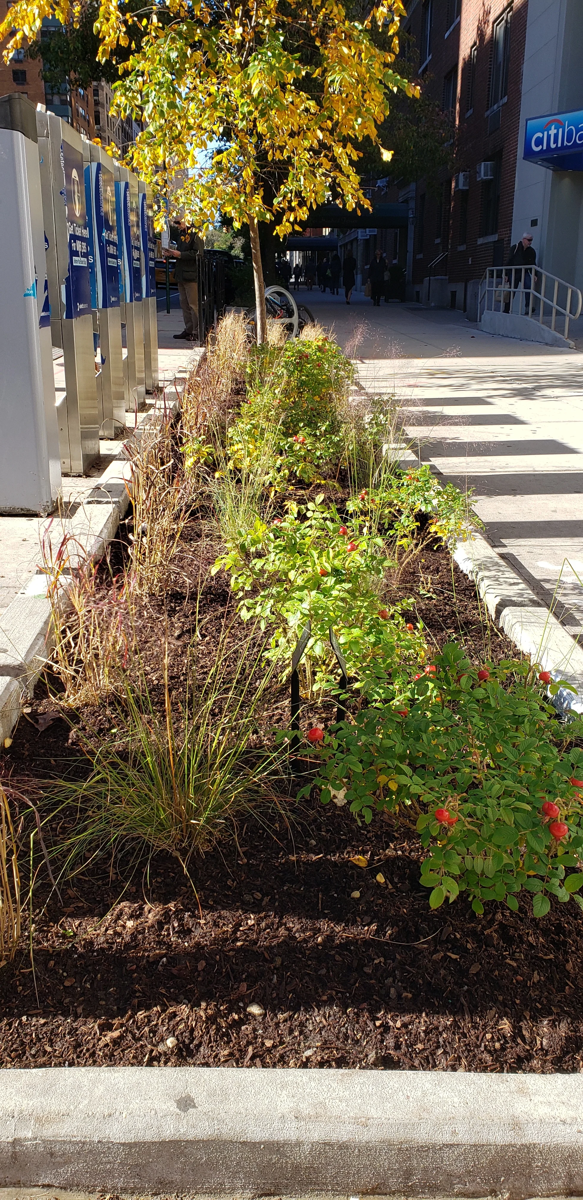 "Experimental" Pits Planted on East 86th Before Winter