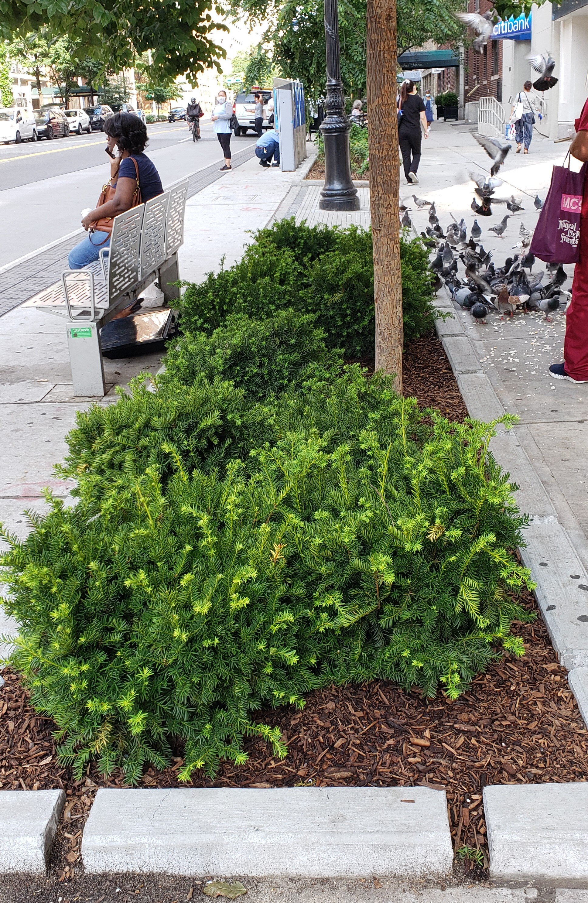 Yew Gotta Love It! Association Adds Dozens of Bushes, More to Come.