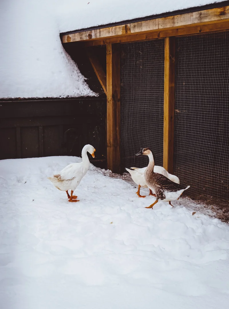 langdon-hall-ducks.jpg