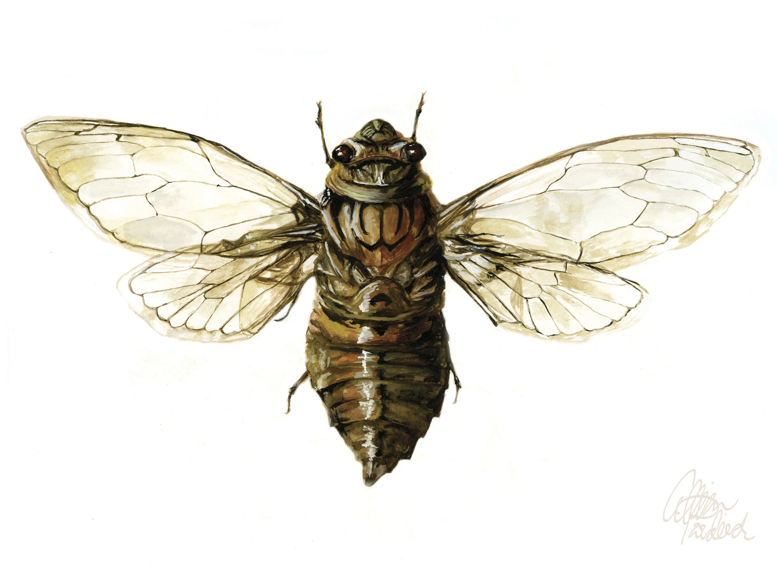 Cicada