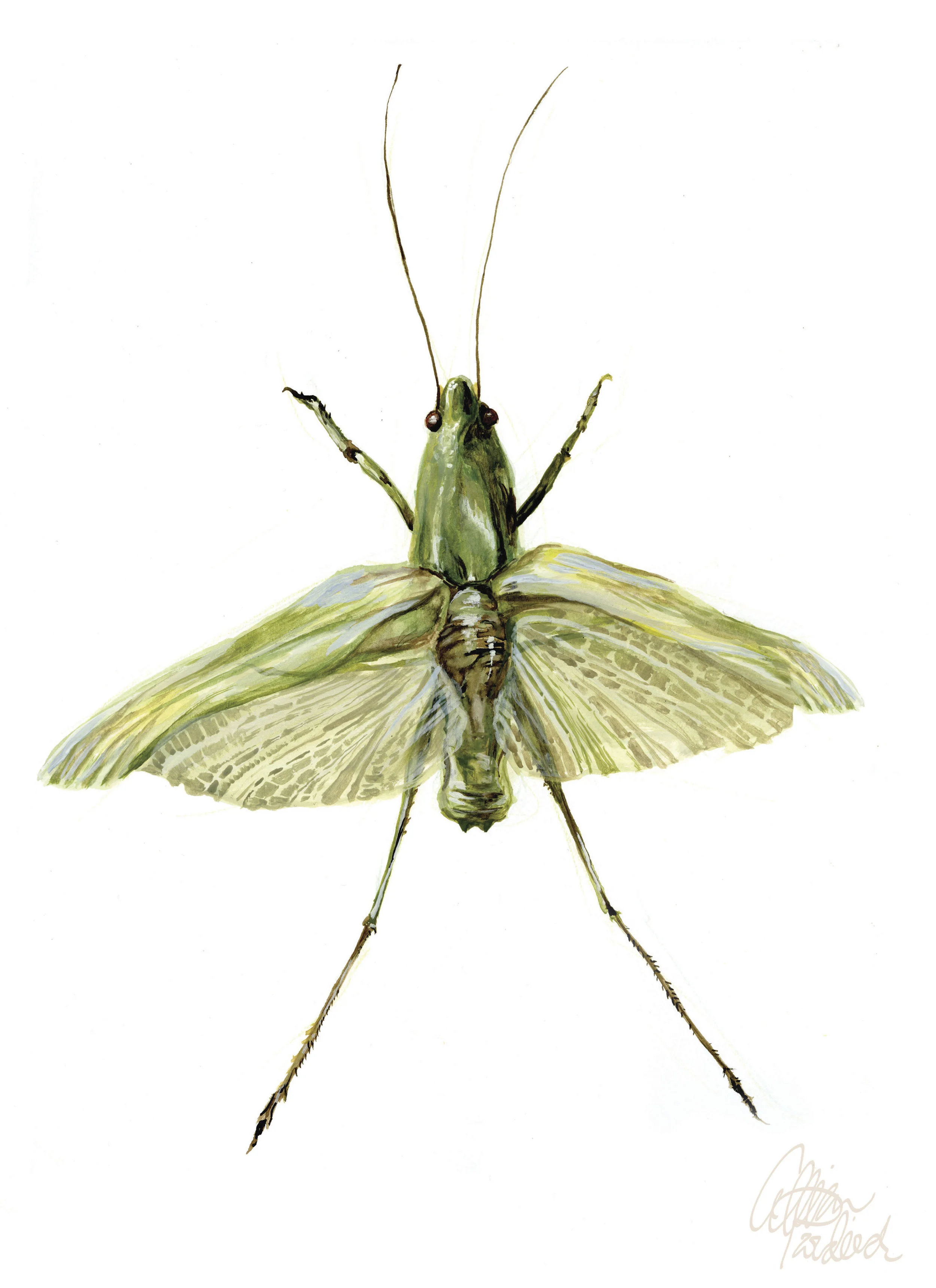 Katydid