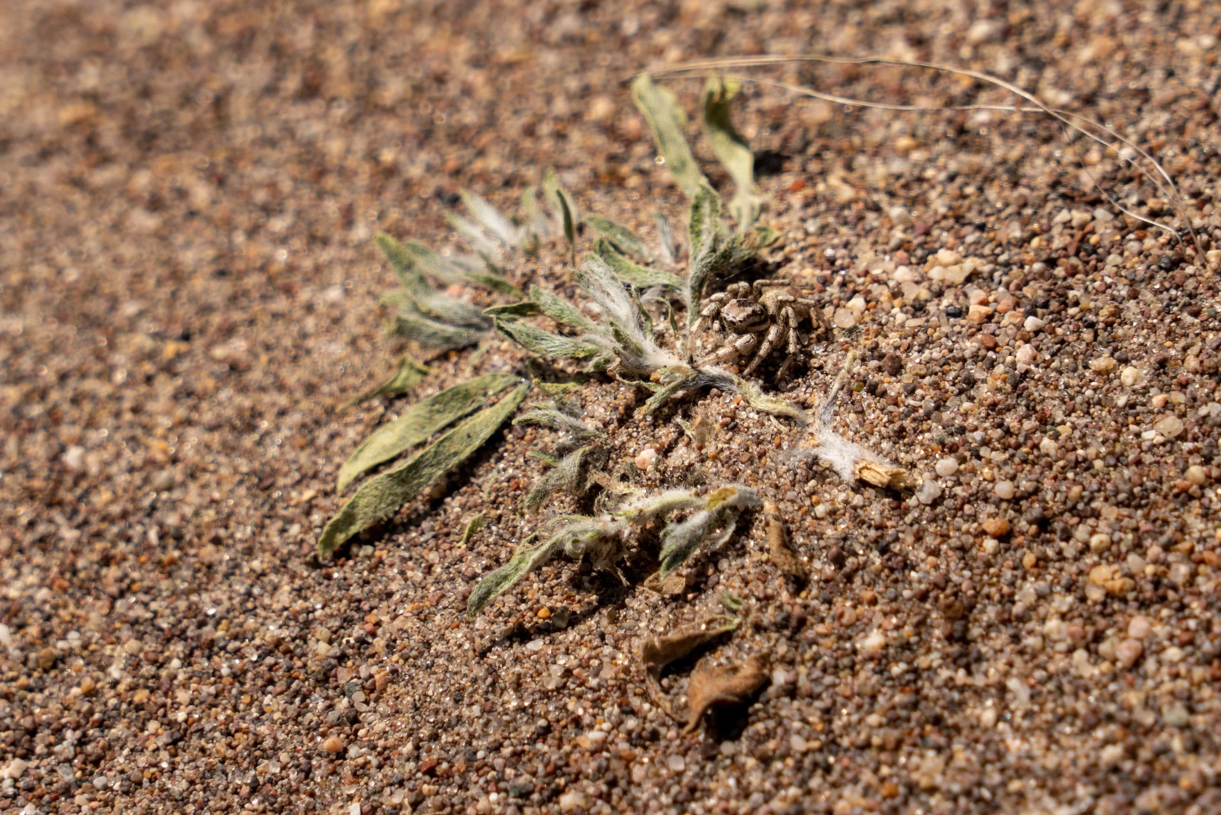 06-14-2019_Durango_PHOTOS_Sony_CAS02013.jpg