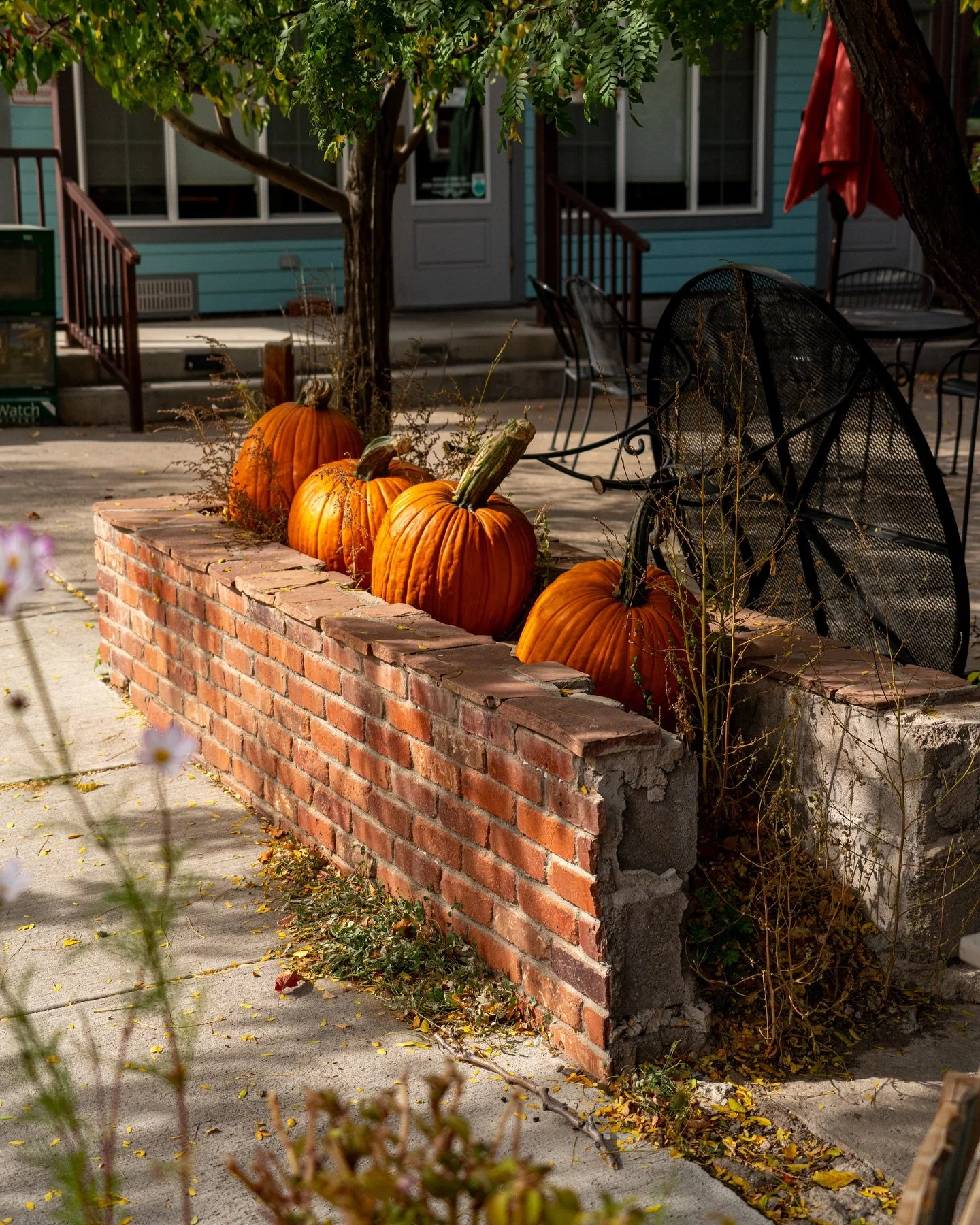 Punkins! Some random gourds from the archives 
1+2 🎃 around Ridgway,CO this year 
3 @annseybert in one of the many Salem halloween shops &lsquo;21
4 + 5 My @radicalbubbles pumpkin I&rsquo;m still proud of from &lsquo;21 and his aftermath lol 
6 + 7 