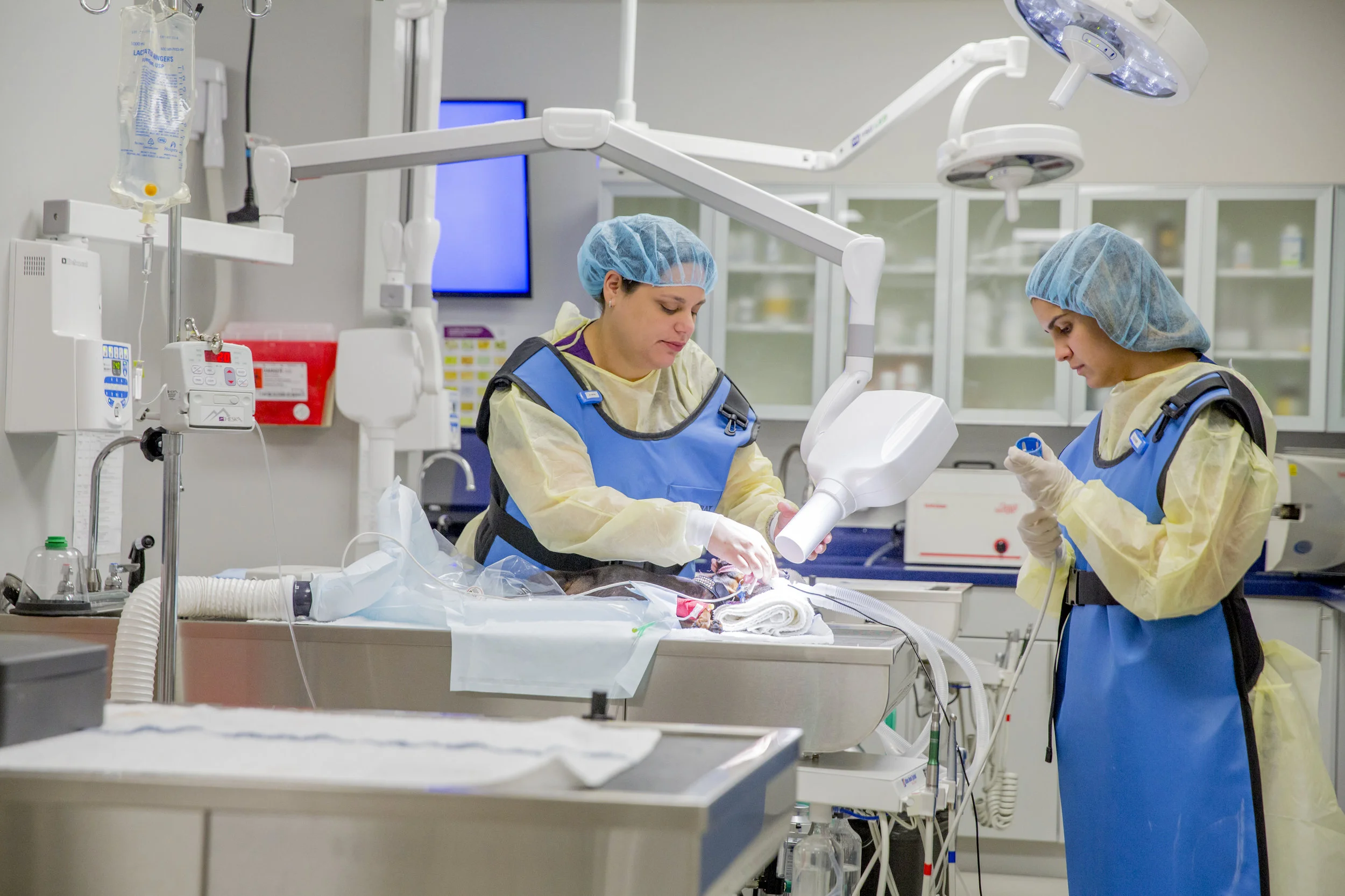 Veterinary team performing dental diagnostics