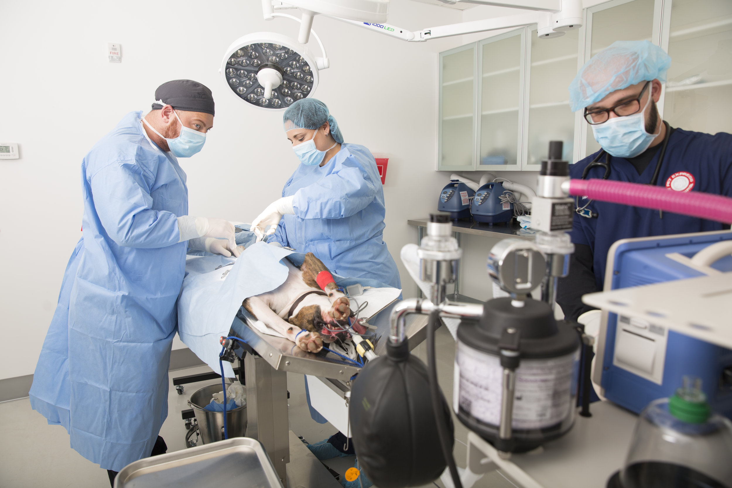 Surgery Pet Express Animal Hospital