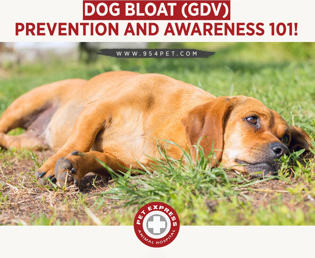 How Long After Eating Does Dog Bloat Occur