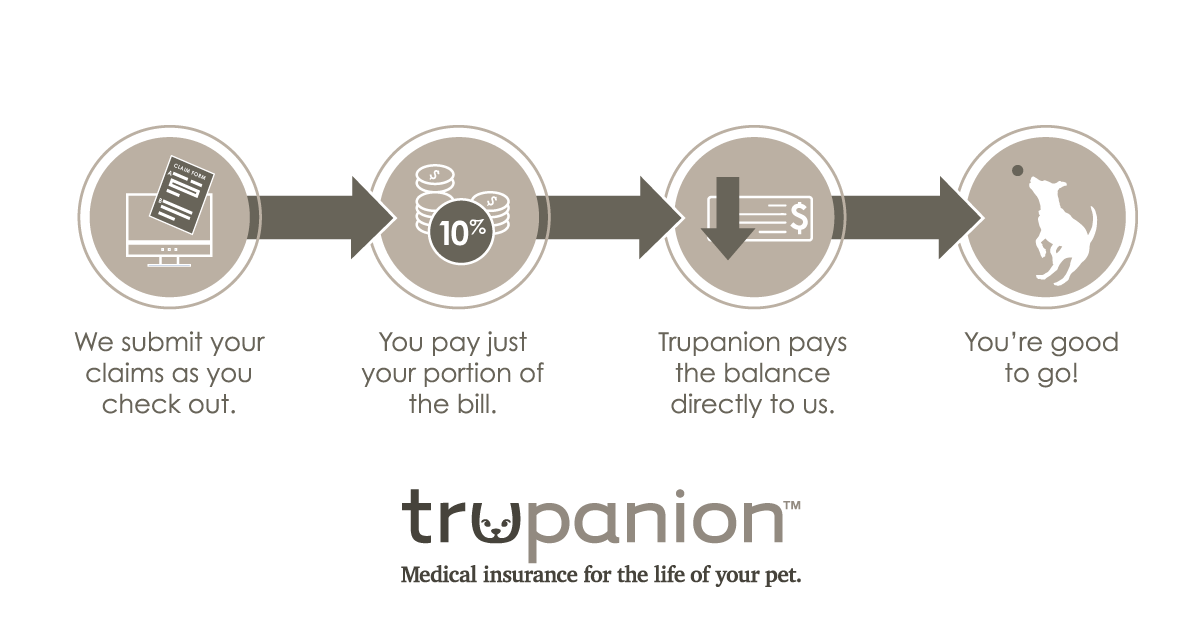 Trupanion insurance set up process.