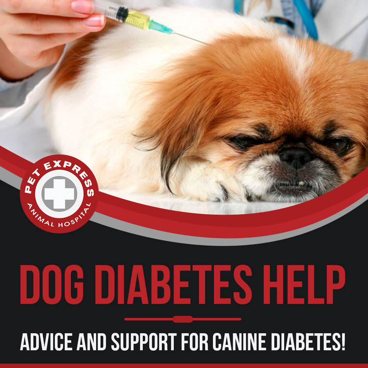 Dog Diabetes Help Pet Express Animal Hospital