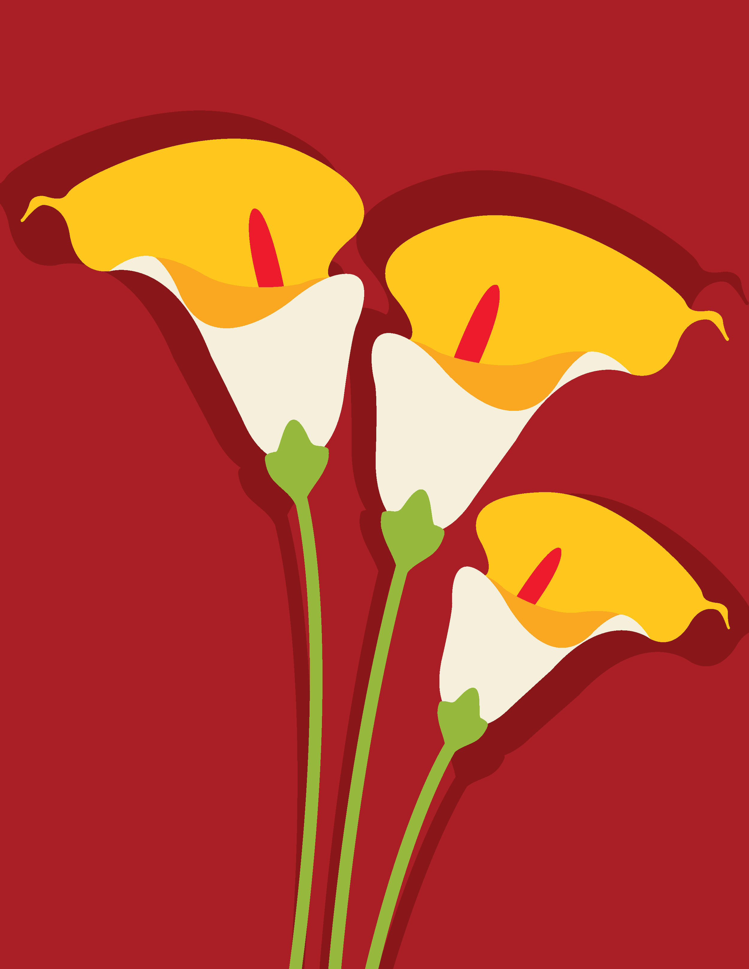 Calla Lilies