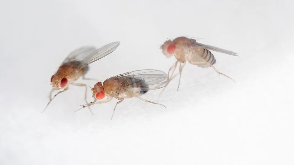 FruitFlyBrain_FEAT-970x545.jpg