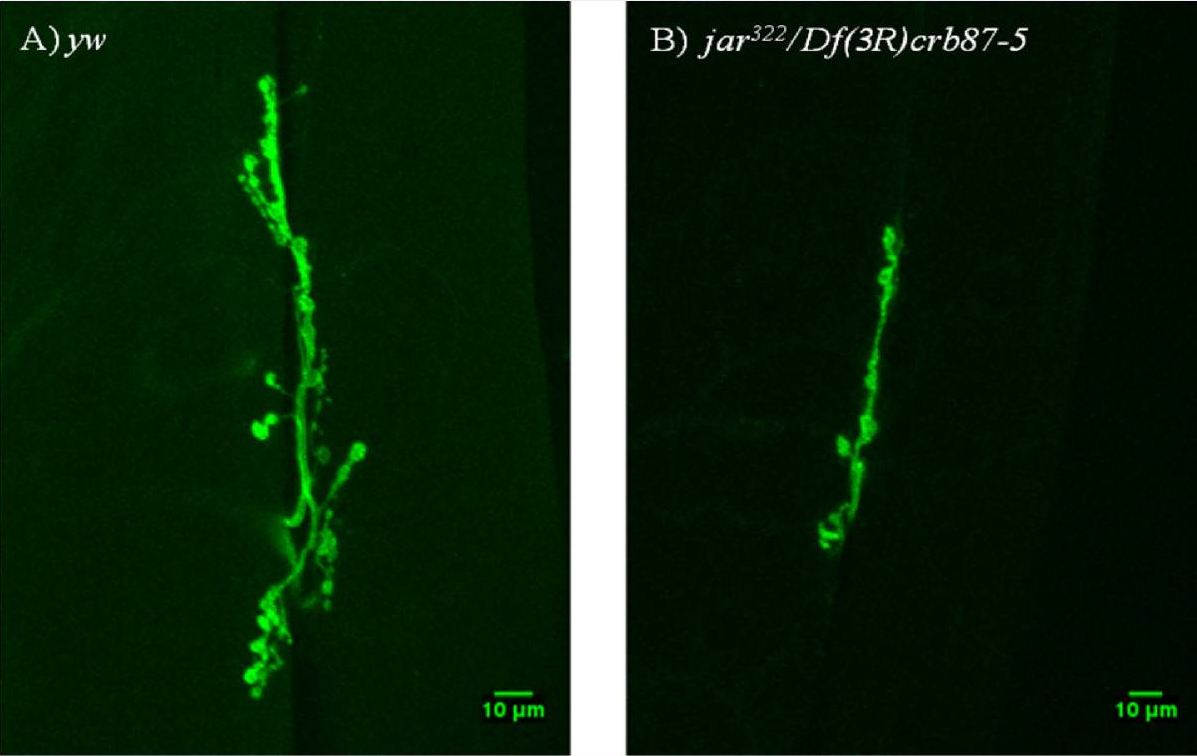 neuromuscular junctions