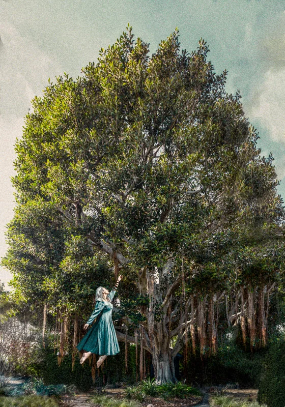 Lisa's Banyon tree