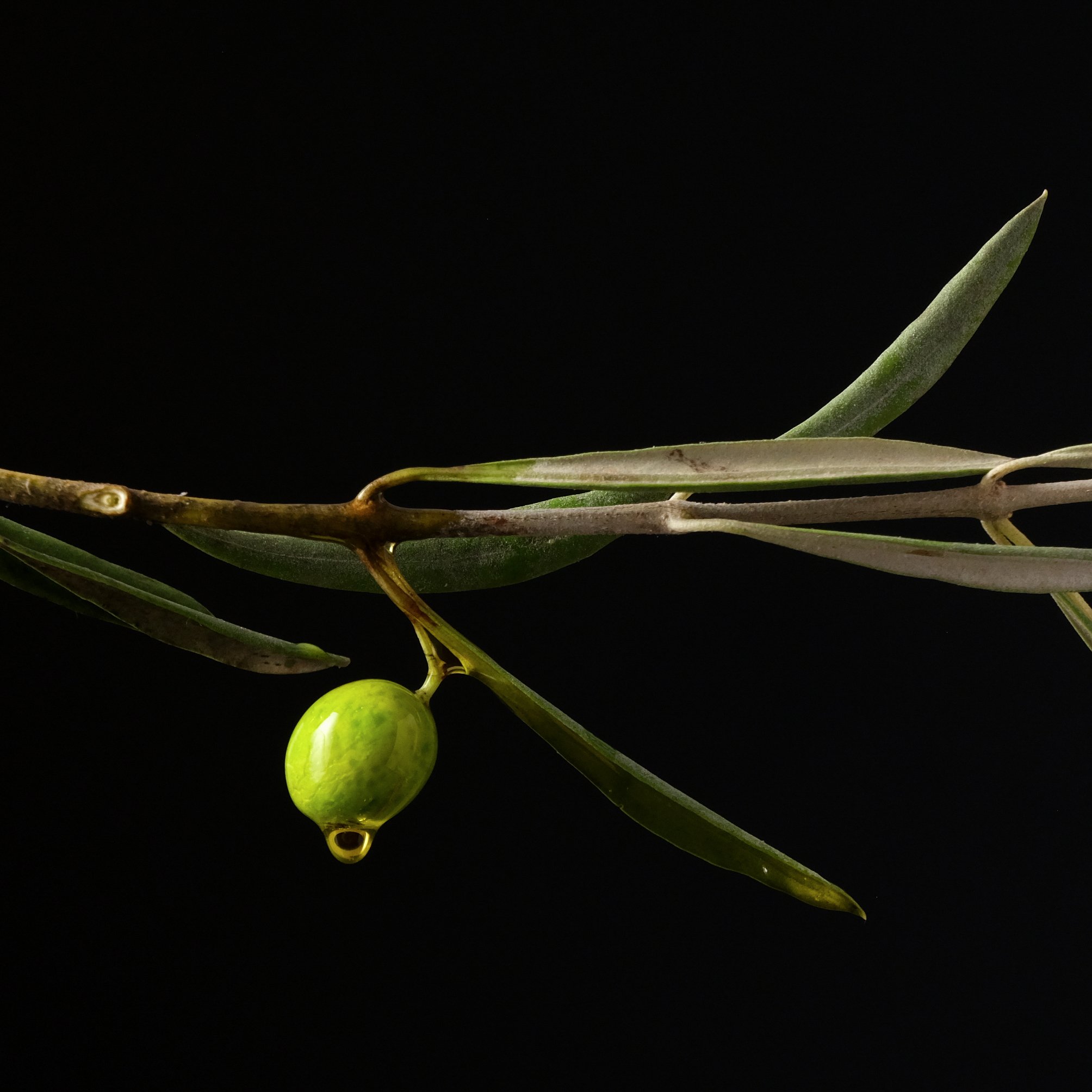 European Products Campaign - Dry Farm Wines