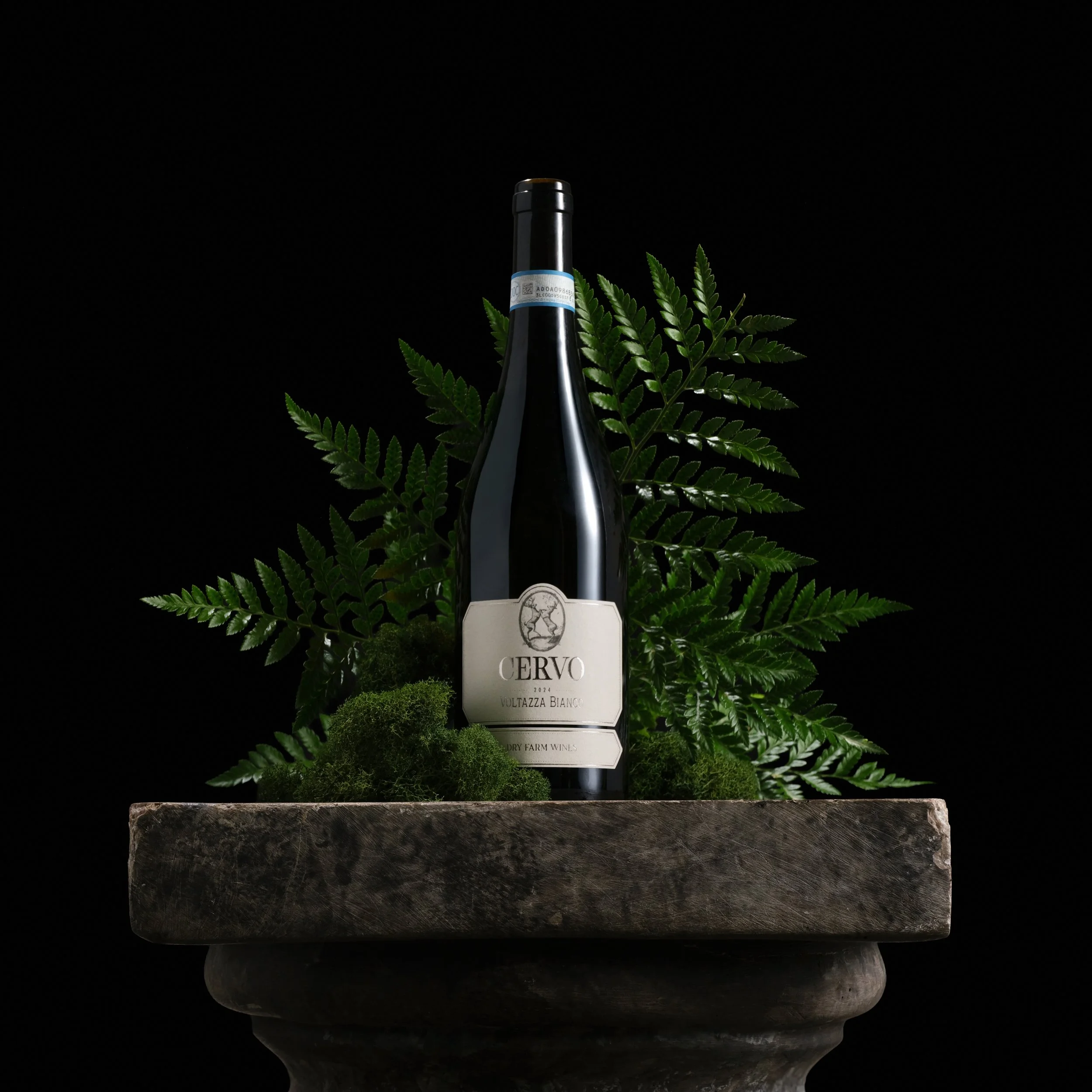 Launch Campaign - Cervo