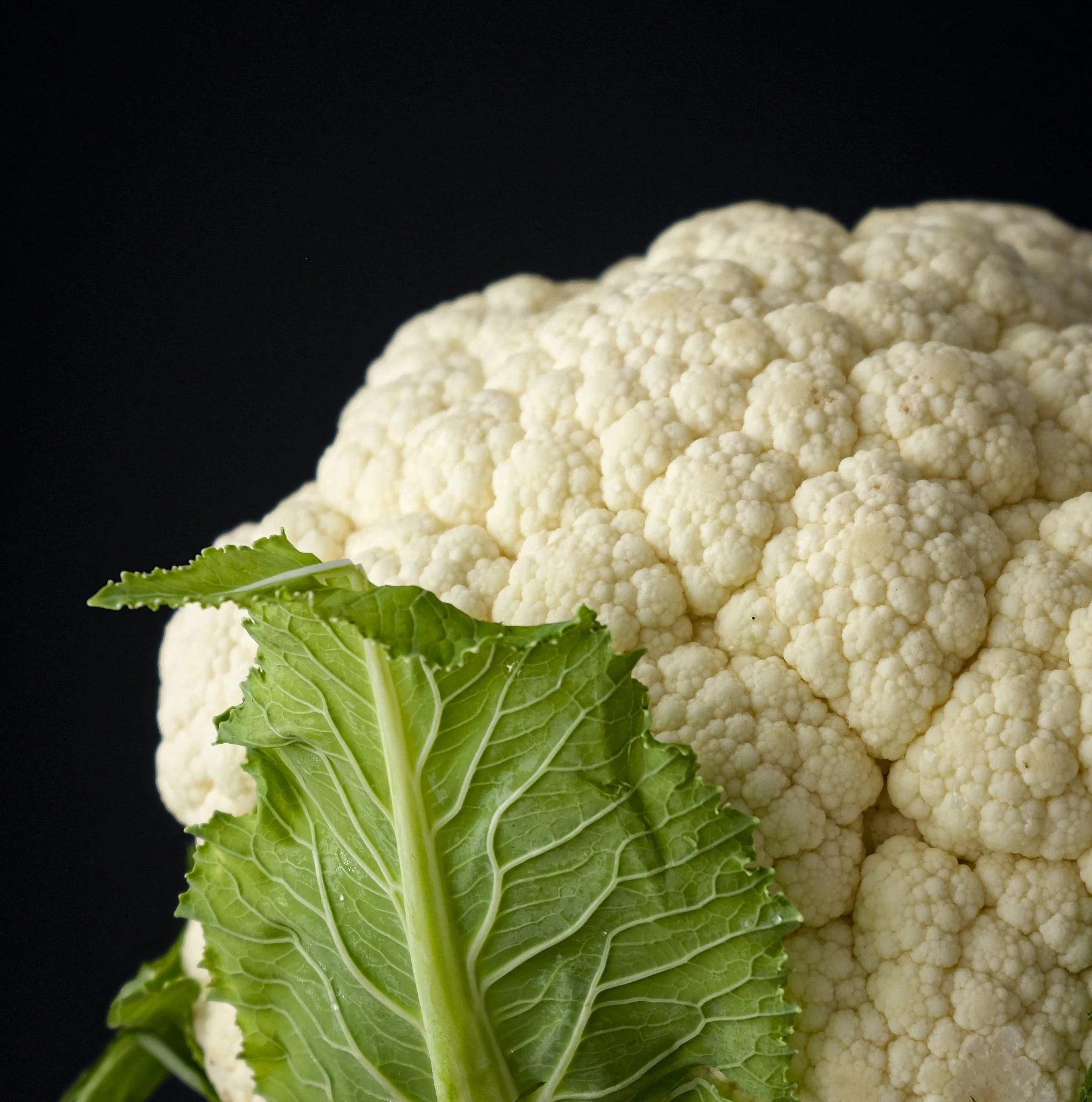 Epicurean Campaign - Dry Farm Wines