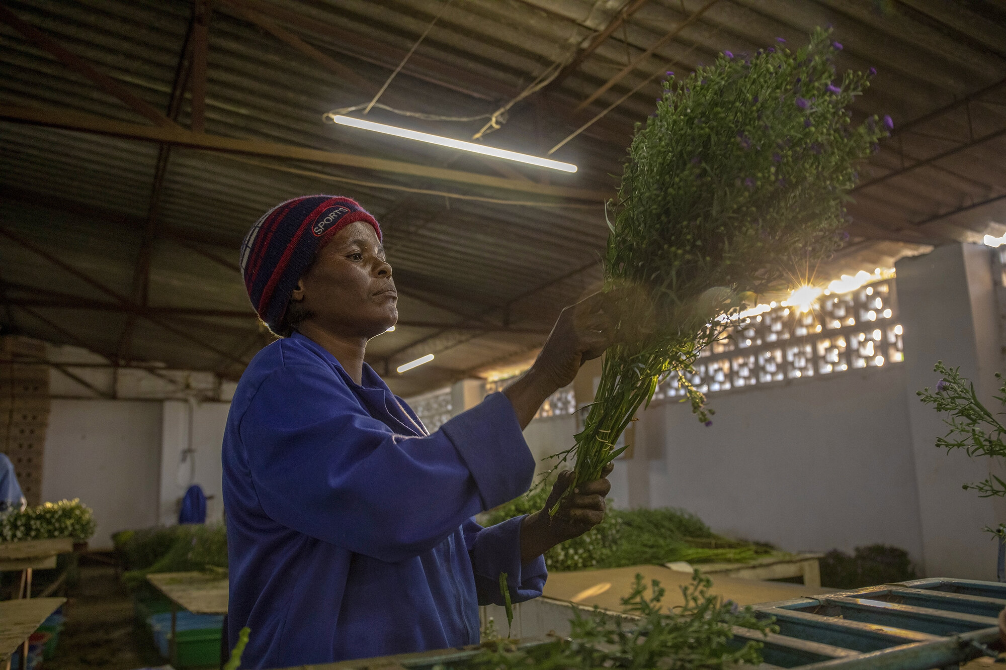  October 5, 2018: Roselyn sorts through flowers at the farm’s grading shed. She has worked at the farm for four years. 