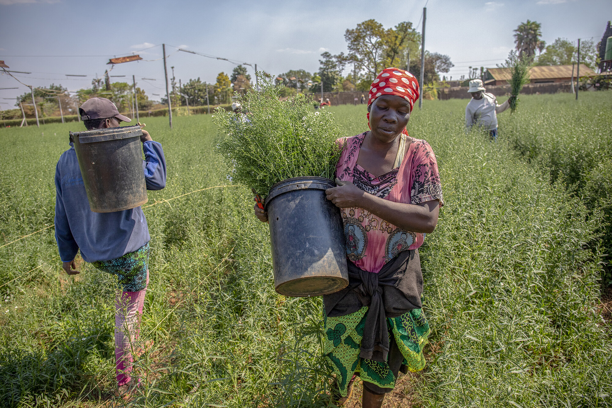  October 10, 2018: Rekina Chivhange carries a bucket of Paquita flowers during the harvesting season at the farm. As a general hand, her work is seasonal and depends on what is happening at the farm during a particular period. 