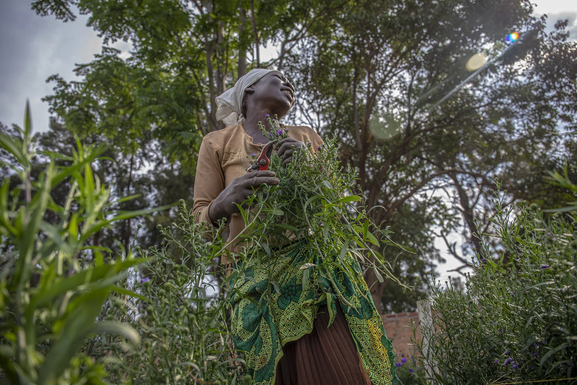  October 20, 2018: Rekina harvests Aster Dark Milka flowers in preparation for grading at the grading shed where they are selected according to height and packed for shipment. 