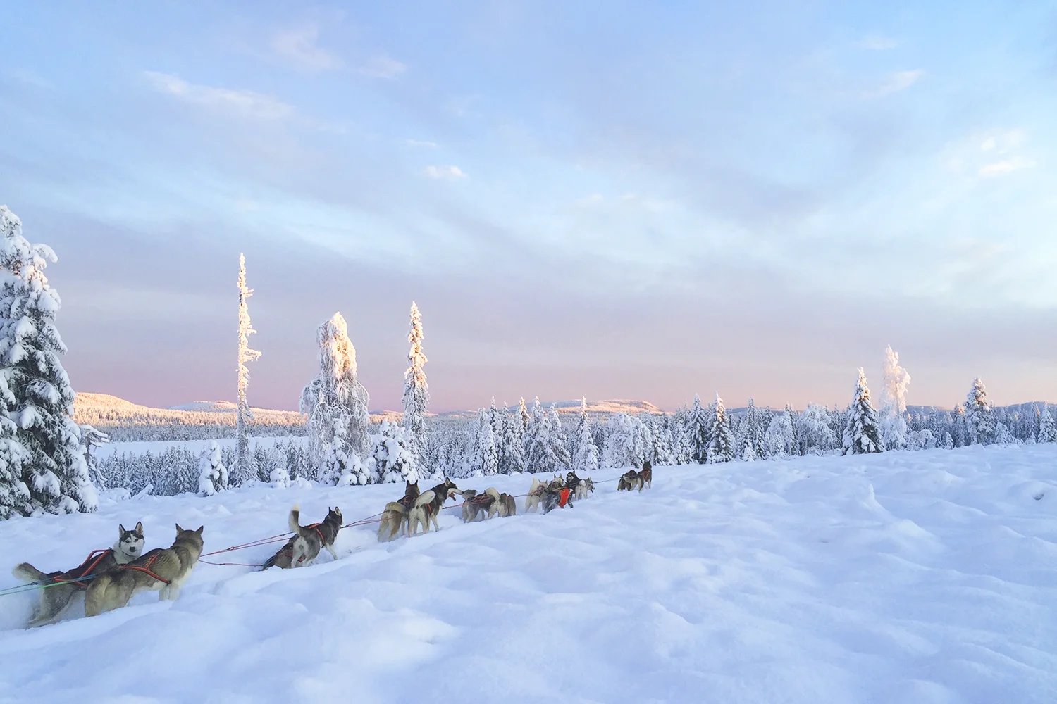 nymanen_utter_siberian.jpg