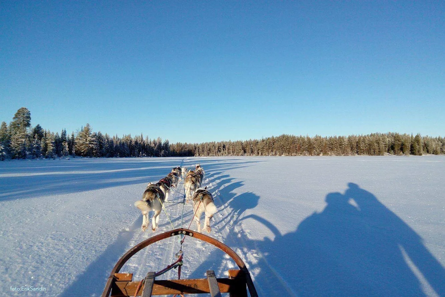 nymanen_husky.jpg