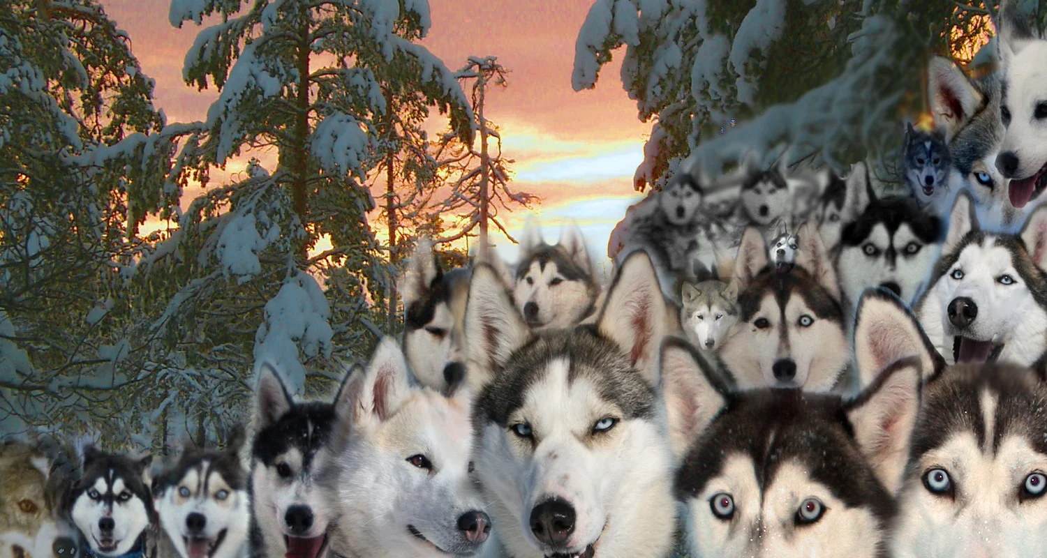 huskyskog.jpg