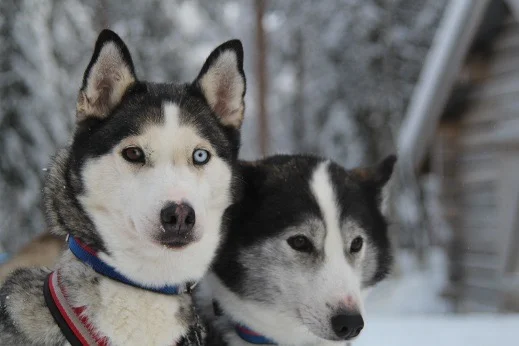 siberian husky working dog