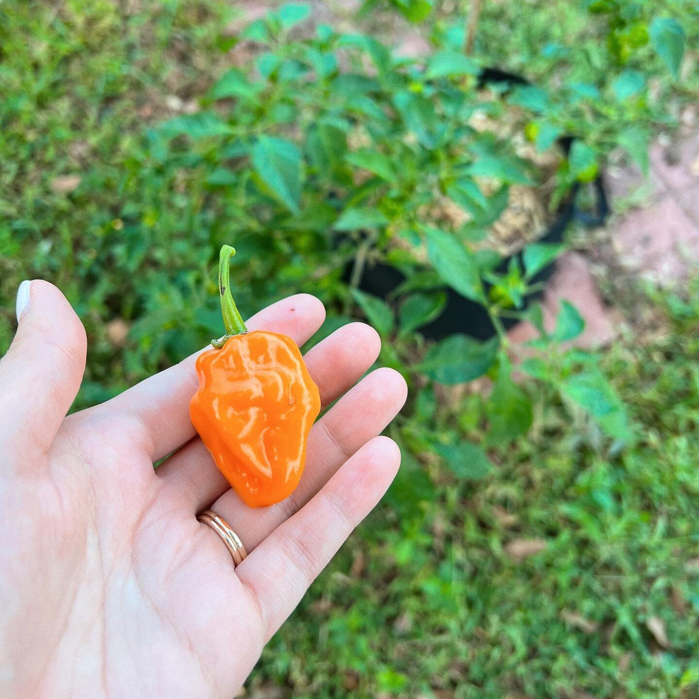 In 2023, we started our pepper plants but it was a slow start due to several factors including learning a new growing climate. But toward the end of the year, our habanero plants really came through and produced some beautiful peppers. Stay tuned for