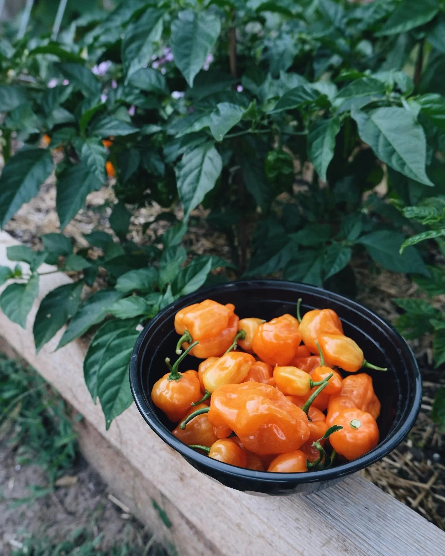 The habanero plants have been working hard lately