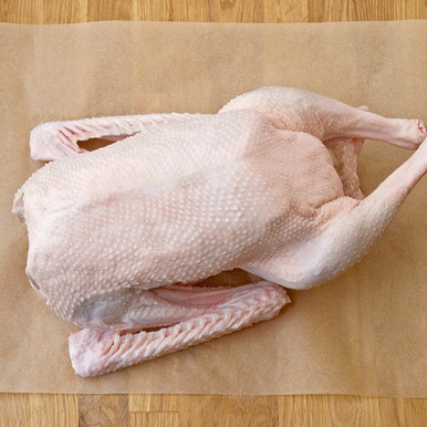GOOSE.jpg