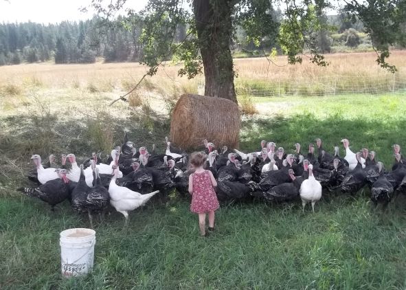 Palouse, Sonia and Turkeys1.JPG