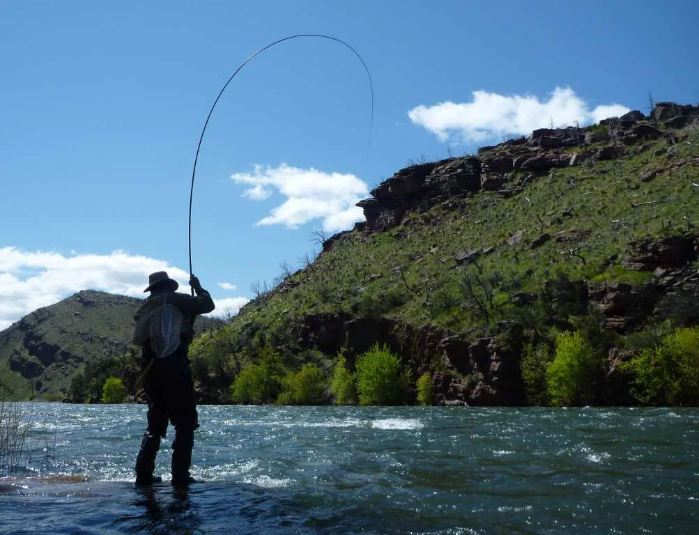 Amago bent on the Green May 2011.JPG