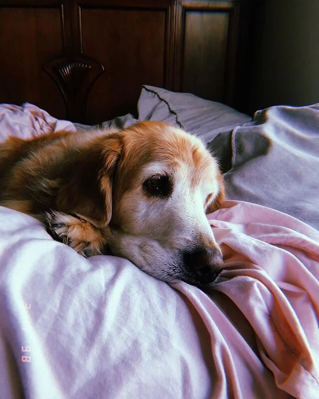 Last night this Bird got her wings, leaving  a DD-sized void in my heart. Although today seems slightly less golden I am thankful for the endless memories that I&rsquo;ll cherish for a lifetime
#alldogsgotoheaven