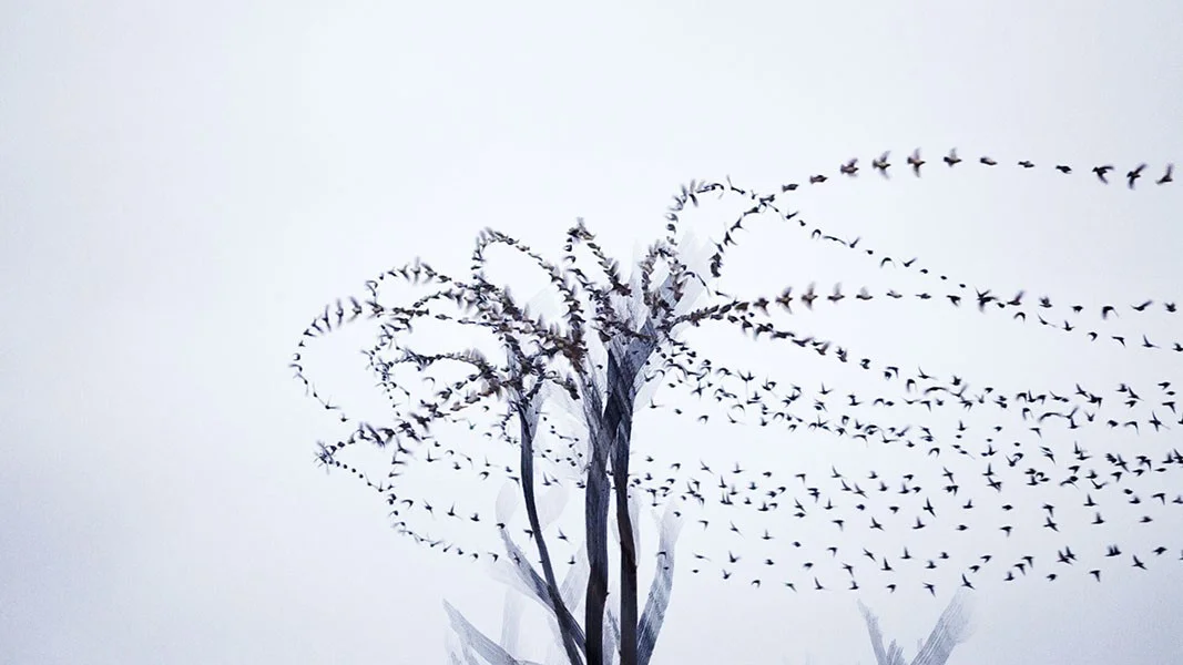 Bird lines