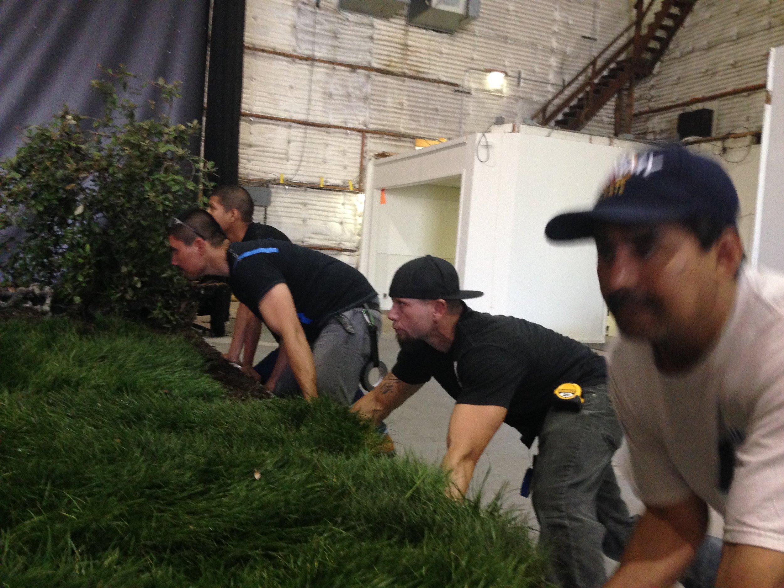 Rolling in the sod in 101 degree temperatures!