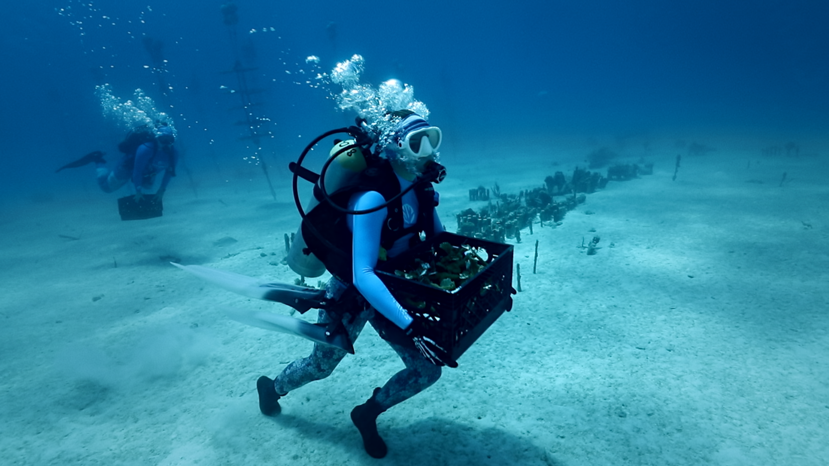 The Coral Rescuers - Actual Films - Trailer