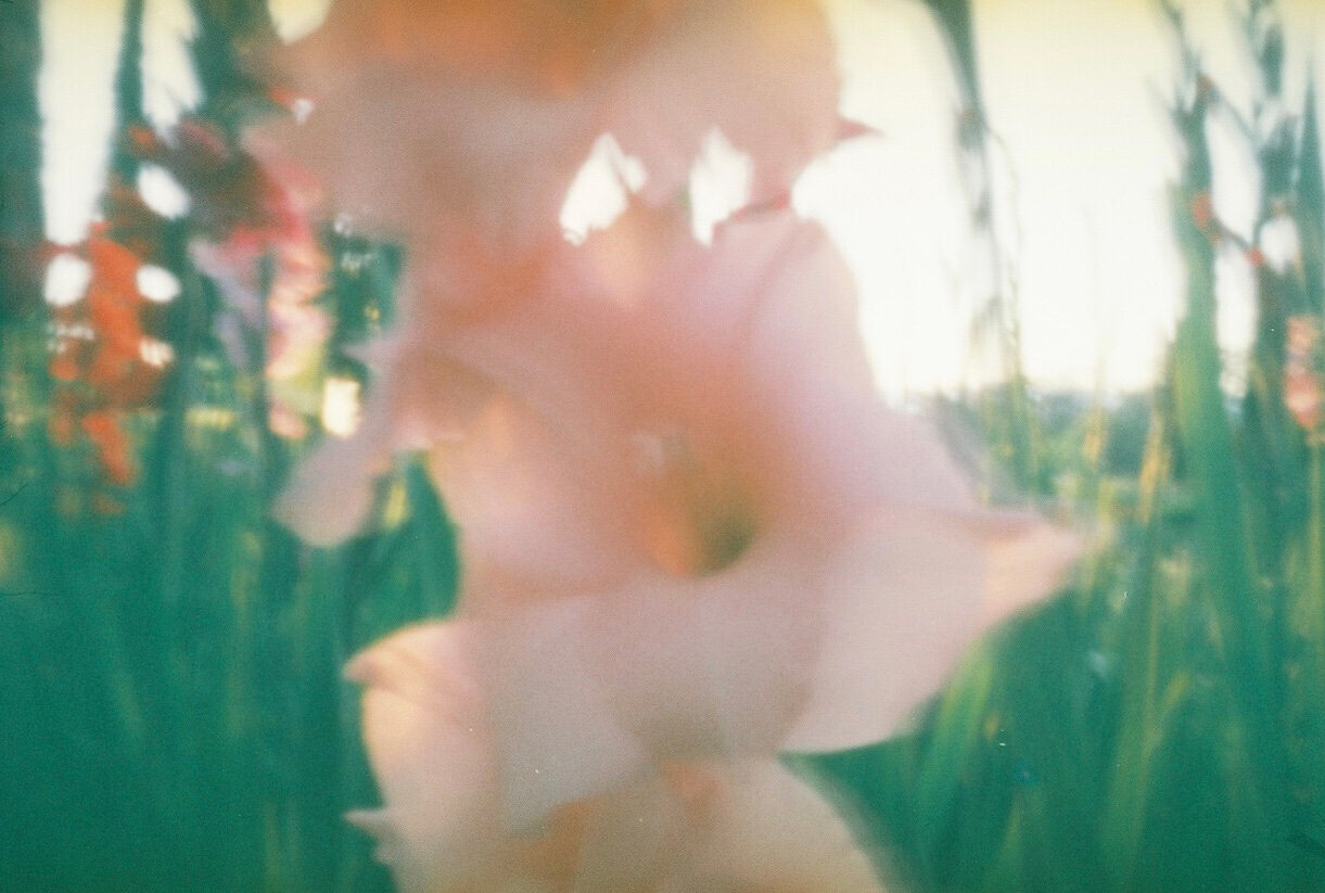 60_pinhole_Film_gladiolus.jpg