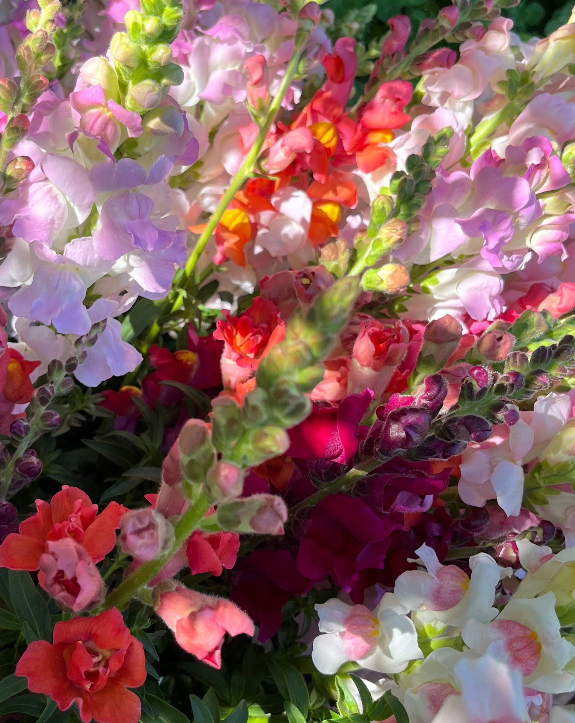 Snapdragon_maui_flowers.jpg