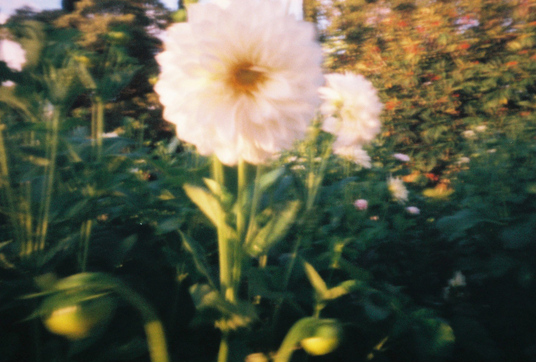 66_waiakoawildflowers_pinhole_dahlias.jpg