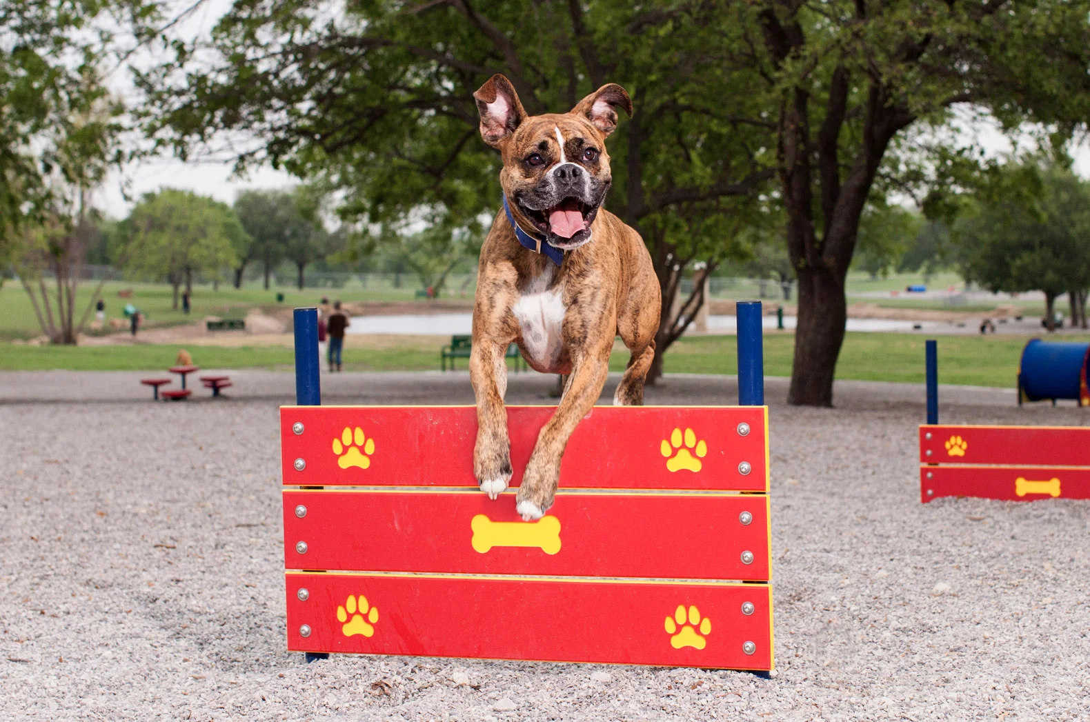 dog-park-equipment-boxer-2.jpg